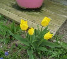 Tulipes