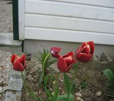 Tulipes