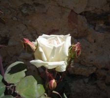 Une rose de notre terrasse