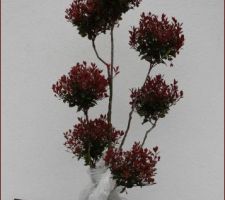 Photinia sur tige, taillé en nuage