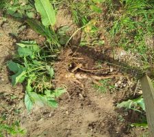 Du rumex, mauvaise herbe très coriace et difficile à enlever complètement !