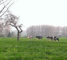 Mes vaches sont revenues!!!!