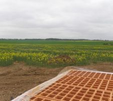 Une petite vue du champ de colza jouxtant notre chantier, la nature reprend ses droits