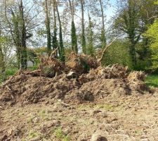 Les souches retirées de la partie inondable du terrain à l'aide du tractopelle.