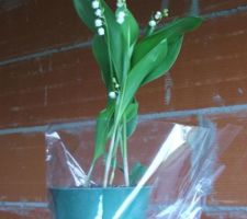 Petit muguet pour planter dans le futur jardin