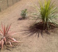 2 cordylines et un laurier rose plantés