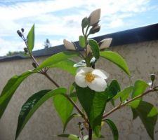 Première fleur de seringat, 8 mai