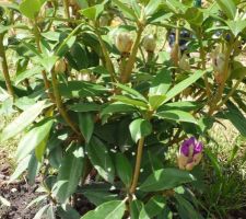 Premières fleurs des rhododendrons