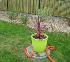 Cordyline Pink Passion