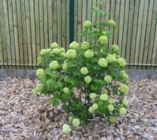 Viburnum (boule de neige)