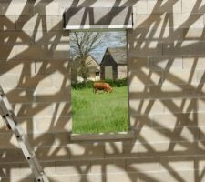 Nos voisines les vaches.... Le soleil revient!