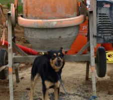 Le chien surveille le chantier !!!