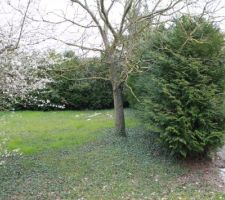 Entre la haie et l'arbre se fera l'entr&eacute;e dans le terrain