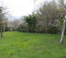 Encore des arbres qui vont disparaitre