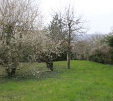 Rectification: ces 3 arbres vont disparaitre