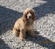 M&ecirc;me le chien est de la partie !