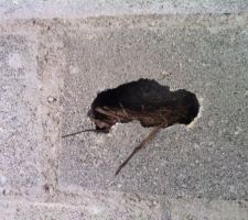 Une mésange ? hirondelle ? ou autre oiseau du printemps a décidé de nicher dans un parpaing du sous-sol...