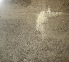 D&eacute;tail sur "moisissure" 1