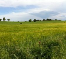 Le vent sillonne dans le champs de blé...