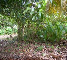 Vue du terrain brut !