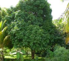 Tu seras le premier !