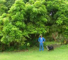 Le manguier (celui-l&agrave;, il me fait un peu peur !)