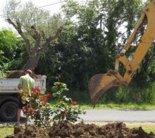 Notre BIG olivier arrive enfin (depuis Novembre qu'on l'attendait)