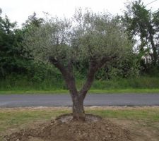 Voici notre olivier à sa place. Il nous faut maintenant l'embellir avec quelques pierres et plantations