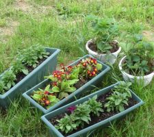 Petites importations d'Allemagne: des fleurs et des fraisiers du jardin de mes parents