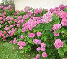 Hortensia