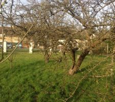 Avant Terrain (la maison sera la ou sont les pommiers)