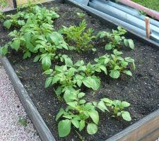 Potager