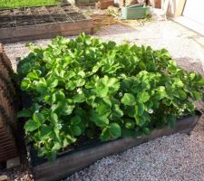 Potager
