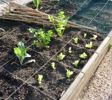 Potager