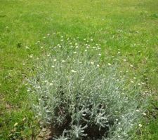 Santoline qui prépare ses fleurs