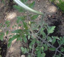 Première fleur de tomate (une kamikaze !)