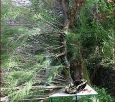 Le tamaris, encore une &eacute;norme branche tomb&eacute;e, il sera bient&ocirc;t abattu je pense!
&ccedil;a me fait bizarre de tomber un arbre qui n'est pas compl&egrave;tement mort mais il part en morceaux et c'est assez dangereux, il semble avoir fait son temps!