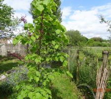 Limite s&eacute;parative arri&egrave;re avec la zone Natura 2000 o&ugrave; vivent les poneys!