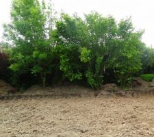 Vue avant élagage des arbres