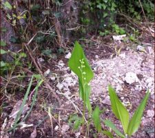 Nos premiers muguets !