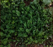 Qui m&ecirc;me &agrave; la mi-mai ont du mal &agrave; s'ouvrir !