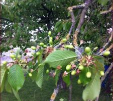 Et nos premières cerises... !