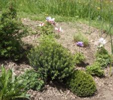 Hebe, géranium tapissants, scabieuse, anémones, allium.