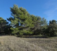 Vue de la partie Est bois&eacute;e