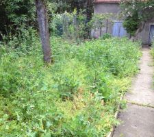Les mauvaises herbes ont pouss&eacute; en attendant la signature de l'acte d&eacute;finitif !