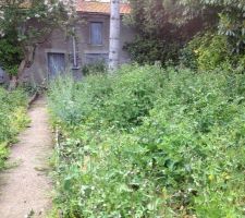 Dans trois semaines, les travaux vont commencer ...
On attend depuis presque un an, le potager ne ressemble plus &agrave; rien, la v&eacute;g&eacute;tation a repris le dessus.