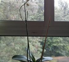 Mon orchidée...