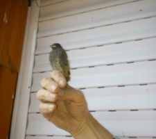 Voila je les apprivoisé entre bétes ont c'est compris lol