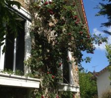 Façade est de la maison... Le rosier s'est enfin décidé à fleurir!