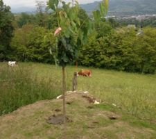 Le cerisier burlat...on n'aura pas de cerises cette année.